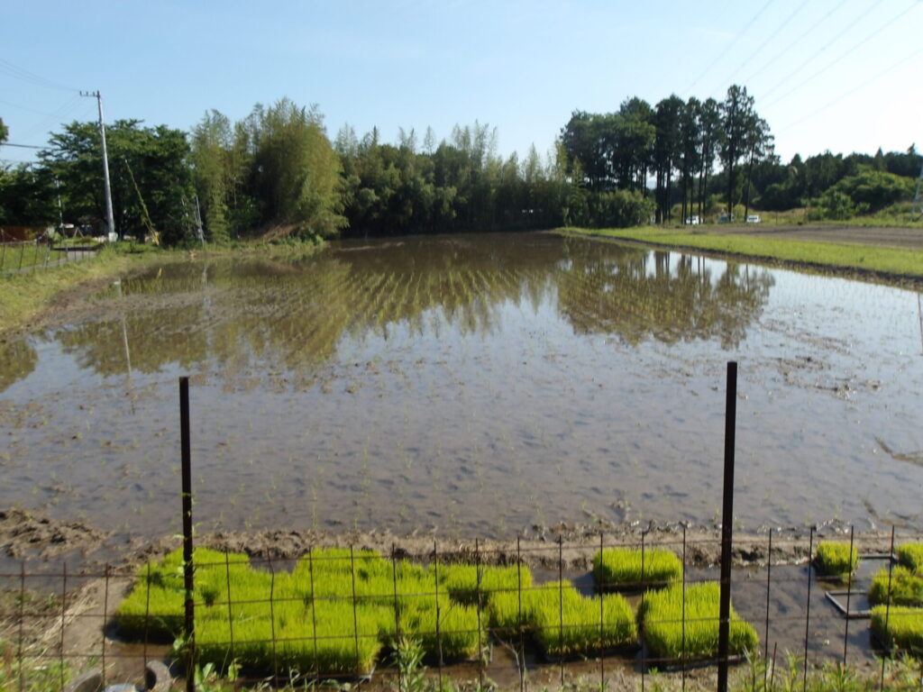 新しい田んぼで田植えをしたよ～